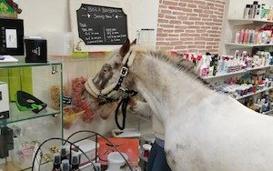 Custom’Horse Sellerie